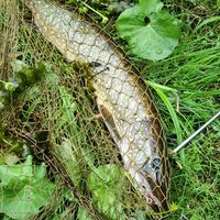 alkuperäinen ääni