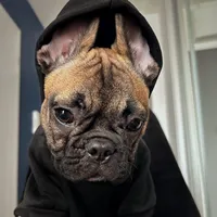 original sound - bulya_bulldog