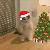 kakoorwblmi