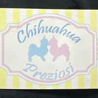 chihuahuapreziosi