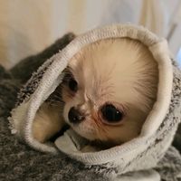 mynameislollochihuahua