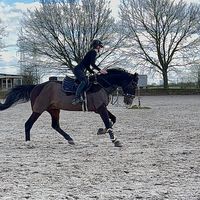 tk_horsecontent