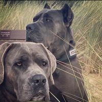 canecorsodomletty