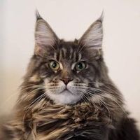 simply.cat.pl