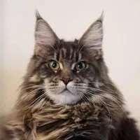 original sound - simply.cat.pl