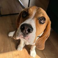 beagle.pan.prezes