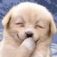 pet.cuti21