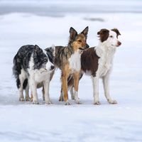 specialherdingdogs