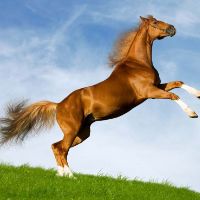 original sound - ZE FRANK