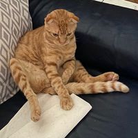 thread.reddit_
