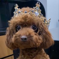 nhạc nền - Bun Quy’s Tộc