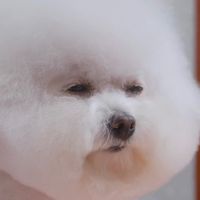 nhạc nền - Tụi bông gòn đáng yêu