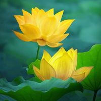 nhạc nền - Tâm Thanh Tịnh