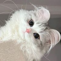 suara asli - ID CAPCUT : SUKACIMOL