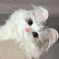 original sound - templatebysukacimol