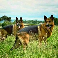 izakzephgsd