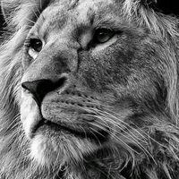 jurnalul_lyon_king_1