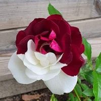 lovelybaby6954