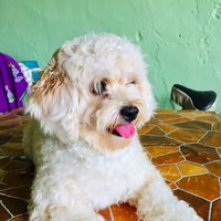 original sound - rubbykutty6