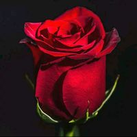 original sound - ayu31luv