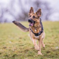 harleyfreya_the_gsd