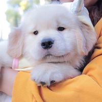 golden_future_kennel