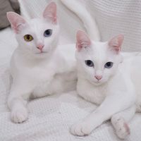 เสียงต้นฉบับ - เลาเจอร์รี่นี่อัลโบ้