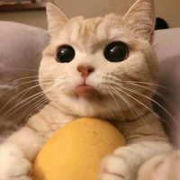 bunyi asal - N A 🌼