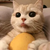 original sound - nrsyexin