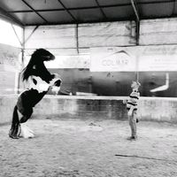 agostinosimbaramingo