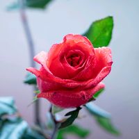 เสียงต้นฉบับ