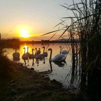 Dispari din fata mea Nikolas Sax