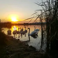 Daca ai stii cat te iubesc