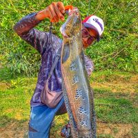 original sound - Fiqqq 🎣