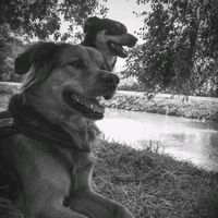 dogsonebikerc82