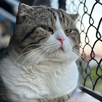 original sound - monshishi_mycat