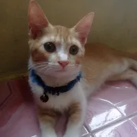 original sound - moci8768