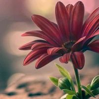 suara asli - Mariach