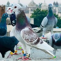 chiniotpigeon89