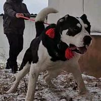 dodoaca