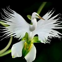 မူရင်းအသံ