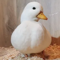 original sound - nongtraivuive99