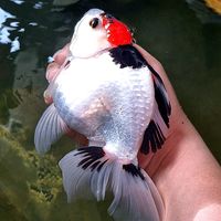 goldfishfamily6