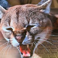 الصوت الأصلي