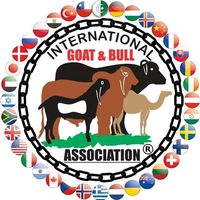 internationalfestival1