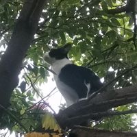 nhạc nền - Tiếng Anh độc lạ