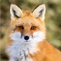 lucky_fuchs7