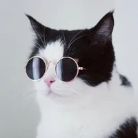 original sound - meohoang.tsc