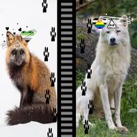 0haku_and_vixie_on_paws0