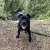 lexiblackstaffy